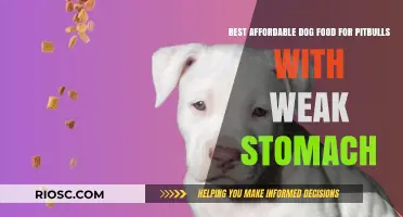 Gentle on the Tummy: Top Affordable Dog Food Picks for Sensitive Pitbull Stomachs