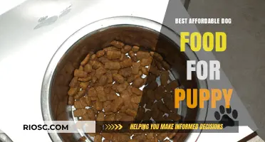 Nourishing Your New Furry Friend: Top Affordable Dog Food Picks for Puppies