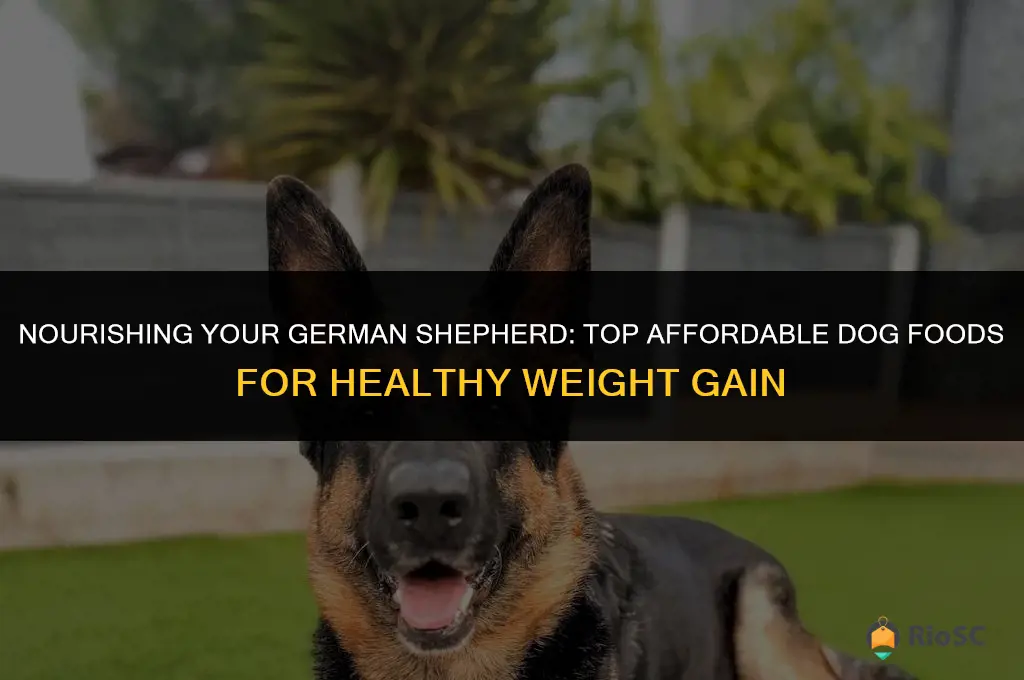 best affordable dog food to put weight on german shepherd
