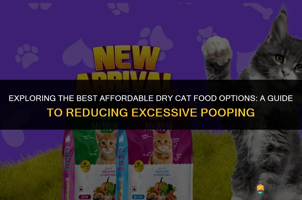best affordable dry cat food too much poop