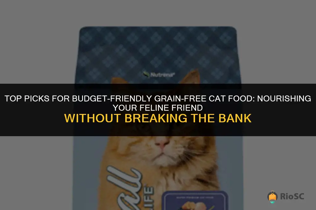 best affordable grain-free cat food