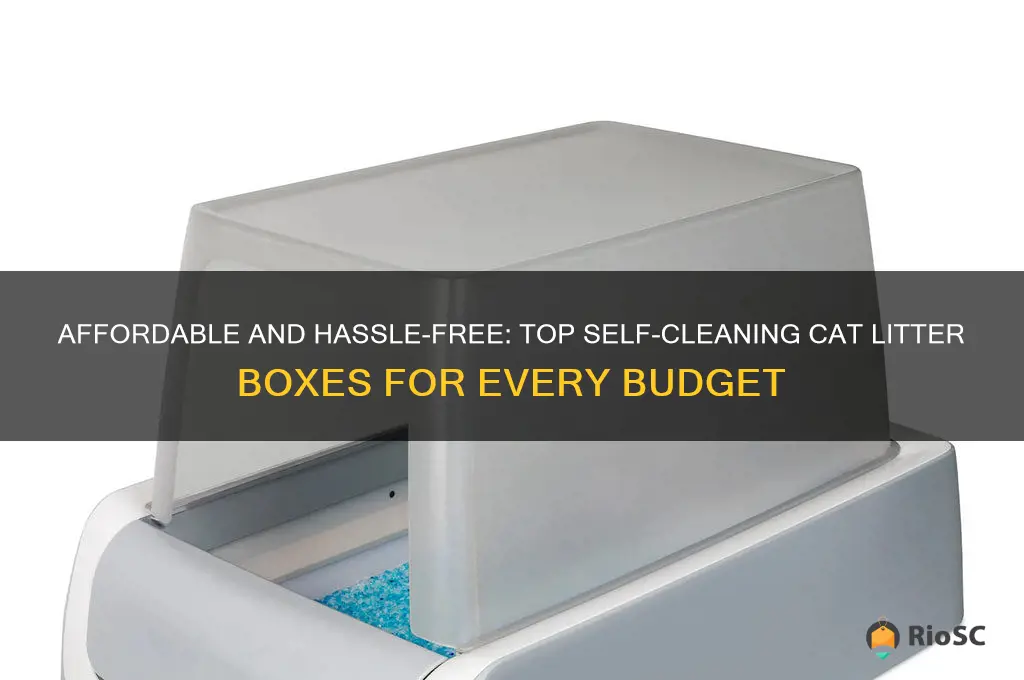 best affordable self cleaning cat litter box
