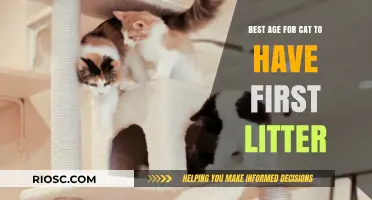 Optimal Timing for a Cat’s First Litter: Factors to Consider for a Healthy Pregnancy