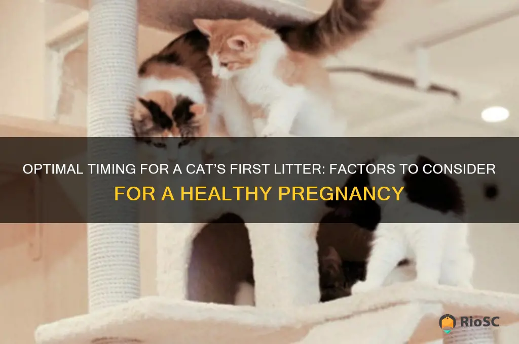 best age for cat to have first litter