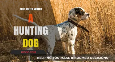 Optimal Timing for Neutering Hunting Dogs: Balancing Health and Performance