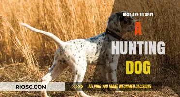 Optimal Timing for Spaying Hunting Dogs: Balancing Health and Performance