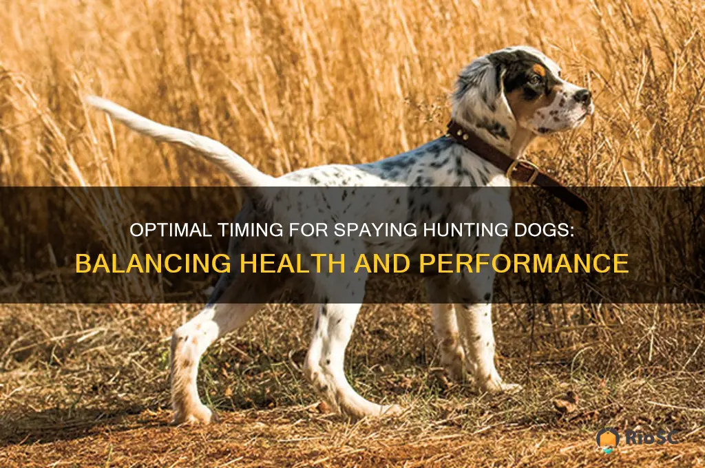 best age to spay a hunting dog