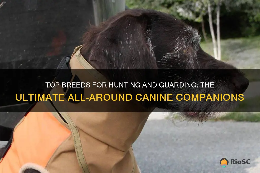 best all around hunting and guard dog
