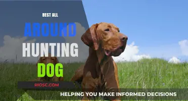 Top Traits of the Ultimate All-Around Hunting Dog: Breed, Training, and Performance