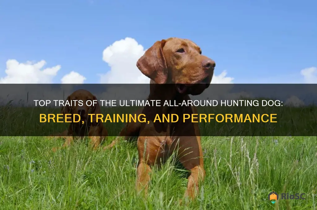 best all around hunting dog