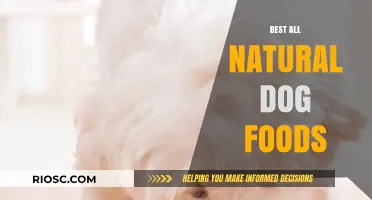 Wholesome Nutrition for Your Canine: Top All-Natural Dog Food Brands to Consider