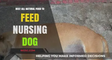 Nourishing Nursing Dogs: Top All-Natural Food Choices for Optimal Health