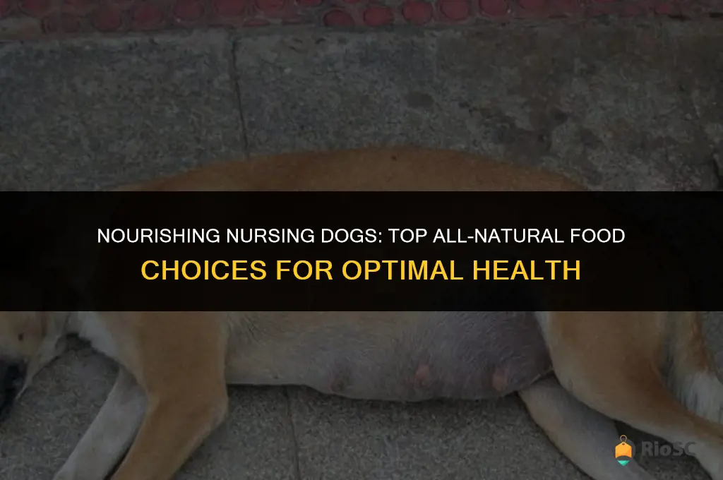 best all natural food to feed nursing dog