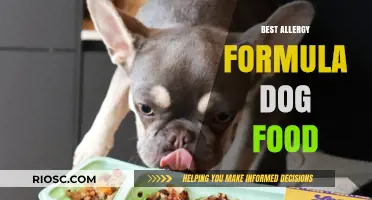 Top Picks for Allergy-Friendly Dog Food Formulas