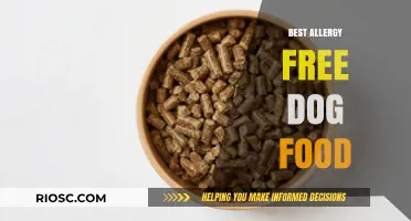 Top Hypoallergenic Dog Food Options: Safe and Nutritious Choices for Allergy-Prone Dogs