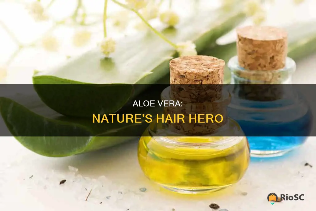 best aloe vera brand for hair