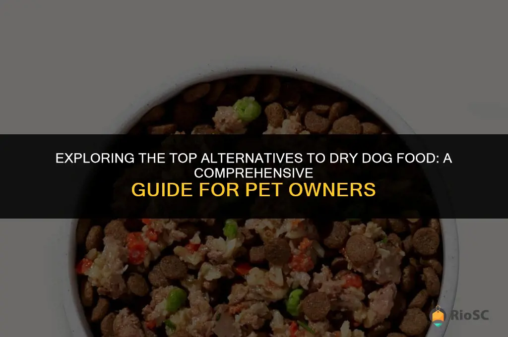best alternative to dry dog food