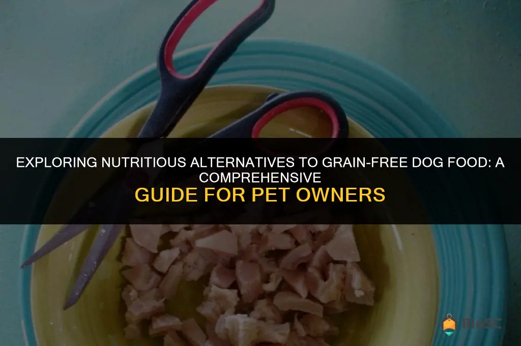 best alternative to grain free dog food
