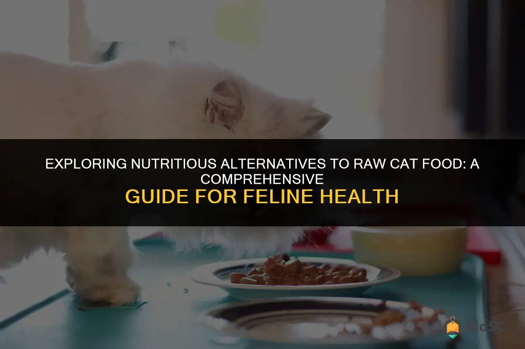 best alternative to raw cat food