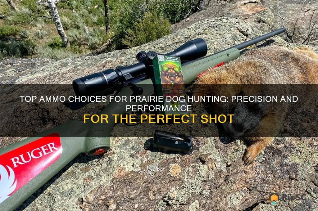 best ammo for prairie dog hunting