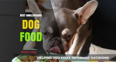 Top Picks for Allergy-Friendly Dog Food: A Comprehensive Guide