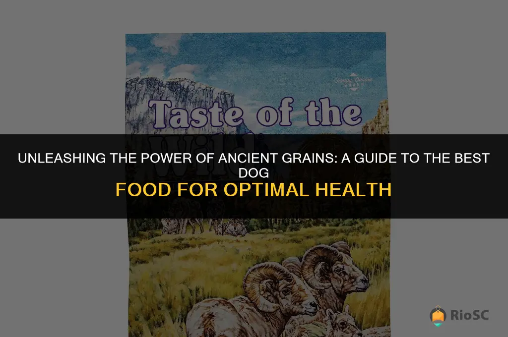best ancient grain dog food