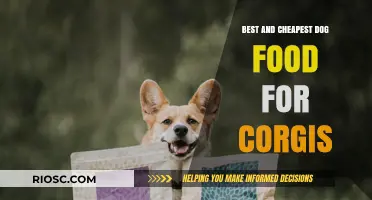 Nutritious and Budget-Friendly: Top Dog Food Picks for Your Corgi Companion