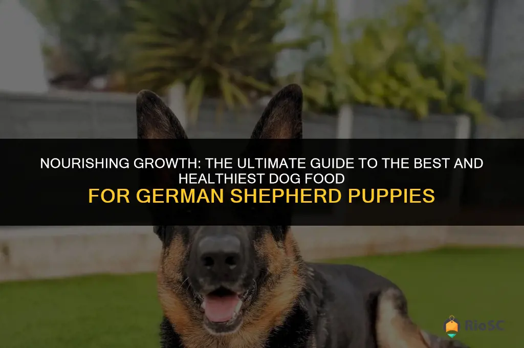best and healthies dog food for german shepherd puppy
