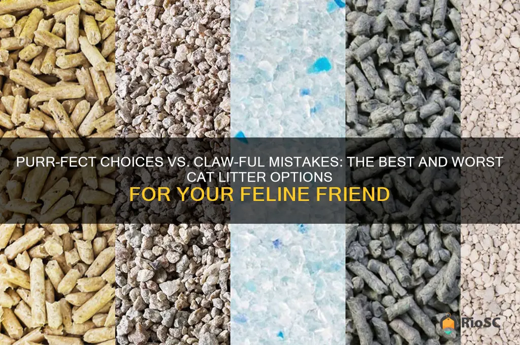 best and worst cat litter