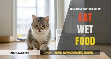 Optimal Dining: Finding the Purr-fect Angle for Your Feline's Wet Food Feast