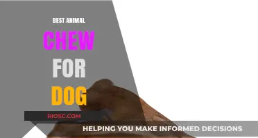 Top Picks for the Best Animal Chew to Keep Your Dog Happy and Healthy