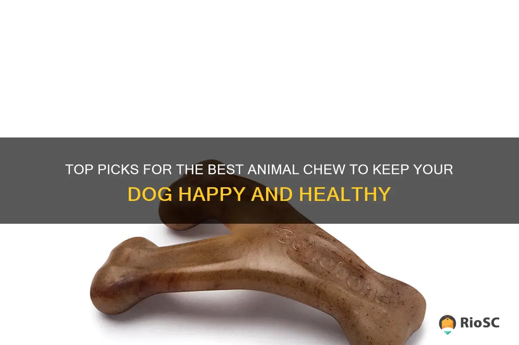 best animal chew for dog
