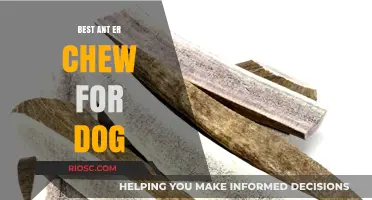 Top Antler Chews for Dogs: Safe, Durable, and Long-Lasting Options