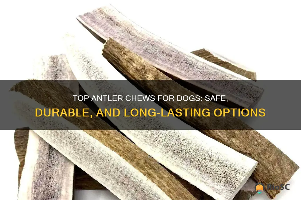 best ant er chew for dog