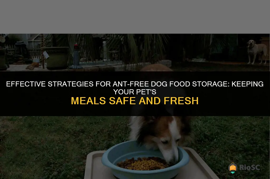 best ant free dog food storage