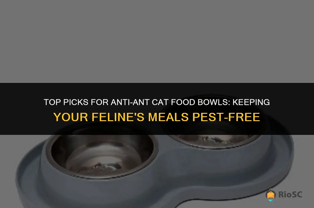 best anti-ant cat food bow