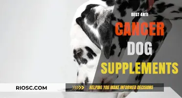 Top Anti-Cancer Dog Supplements: Boosting Your Pet's Health and Longevity