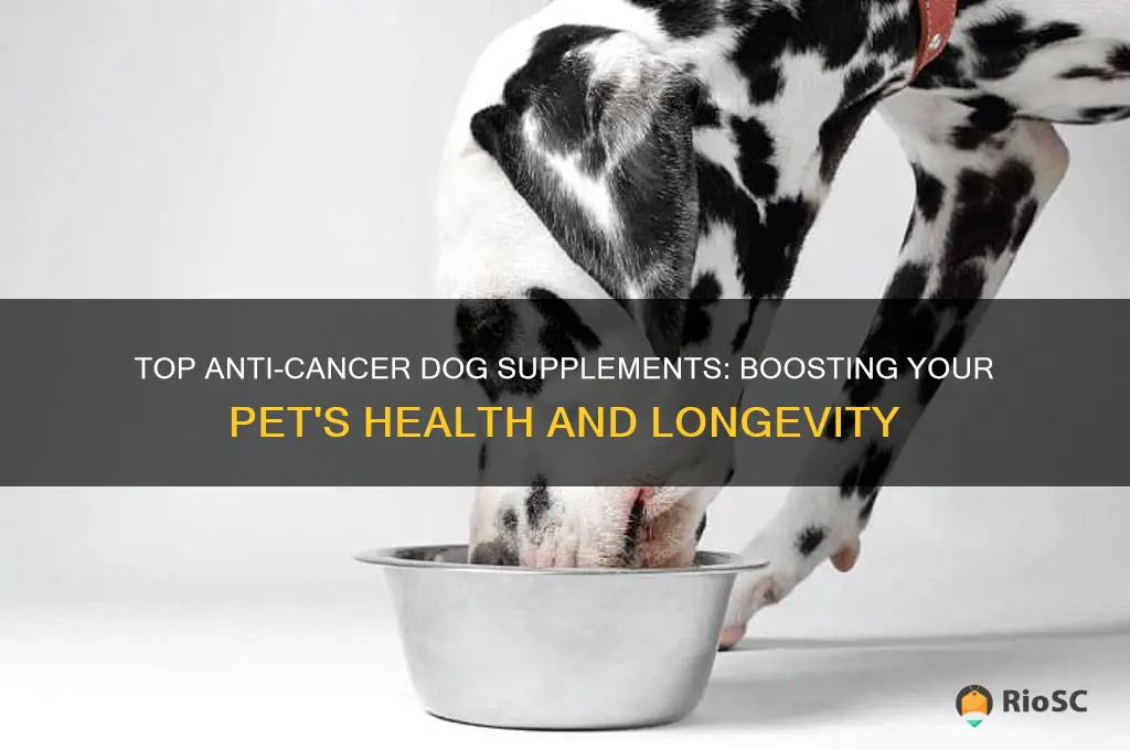 best anti cancer dog supplements