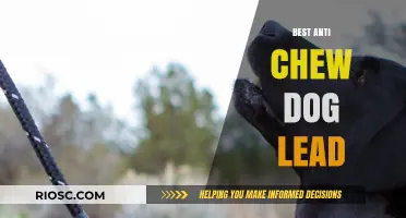 Top Anti-Chew Dog Leads: Durable Solutions to Prevent Destructive Chewing