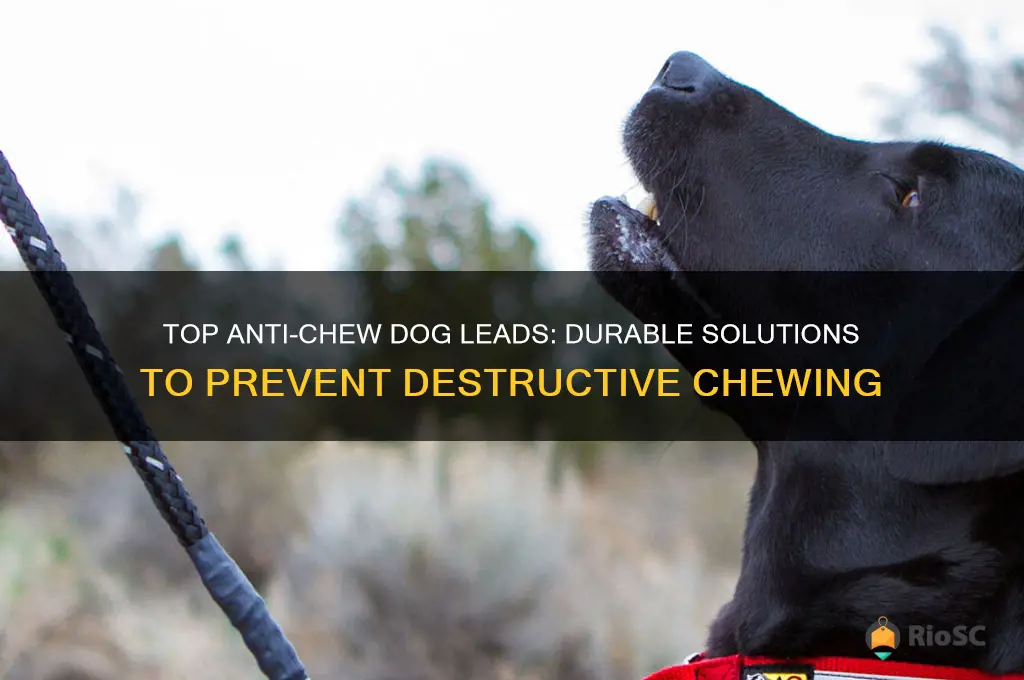 best anti chew dog lead