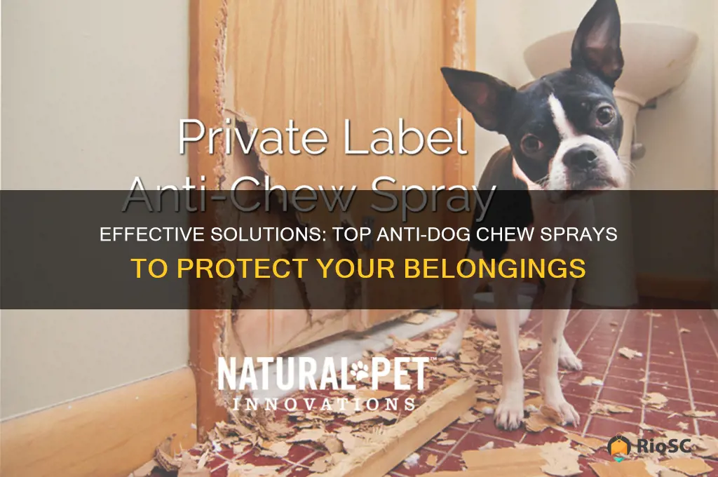 best anti dog chew spray