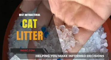 Top Antibacterial Cat Litter Options for a Clean and Healthy Feline Environment