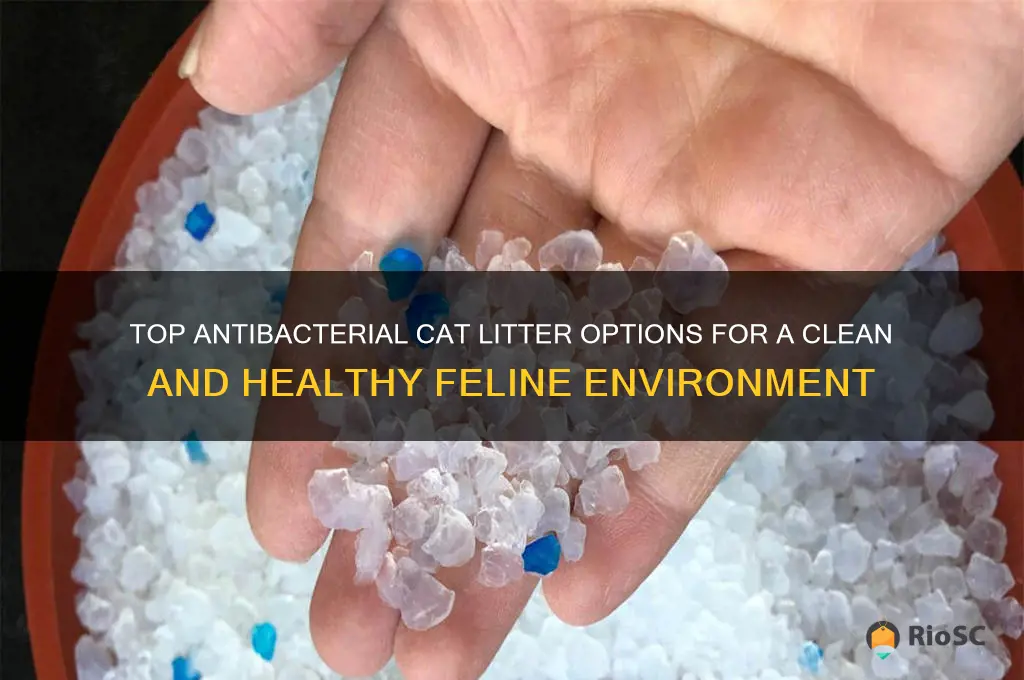 best antibacterial cat litter
