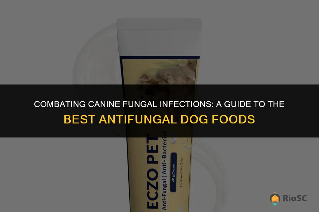 best antifungal dog food