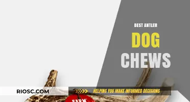 Top-Rated Antler Dog Chews: Durable, Natural, and Safe Options for Your Pup