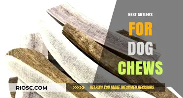 Natural and Safe: Choosing the Best Antlers for Dog Chews