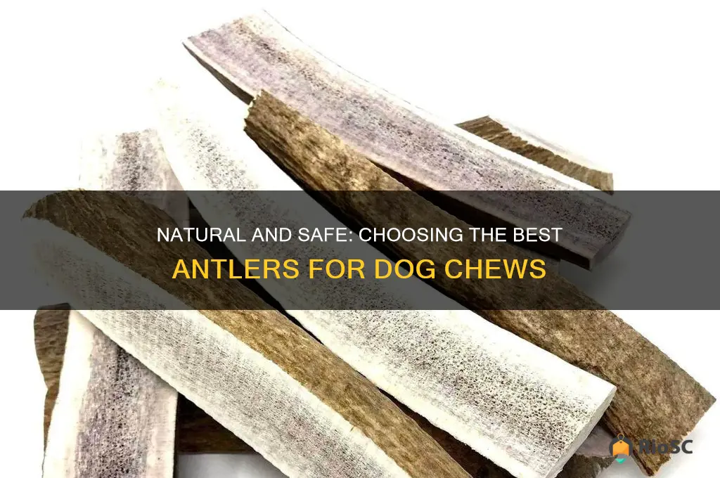 best antlers for dog chews