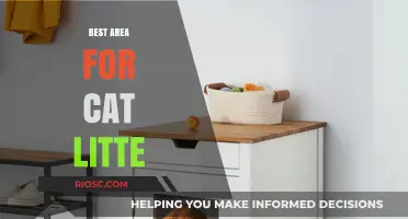 Top Spots for Your Cat’s Litter Box: Creating the Purrfect Environment