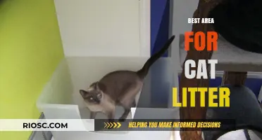 Choosing the Purr-fect Spot: The Best Area for Your Cat's Litter Box