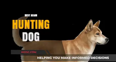 Top Asian Hunting Dog Breeds: Unmatched Skills and Loyalty in the Field